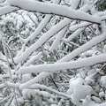 Snow on the Rough Trail